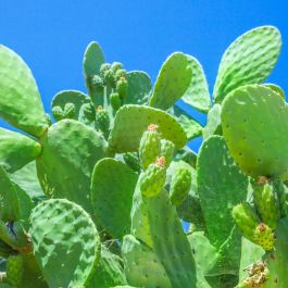 Organic Nopal